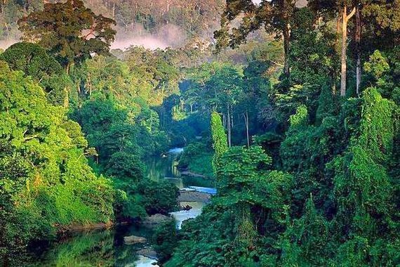 Rain forest Bresil